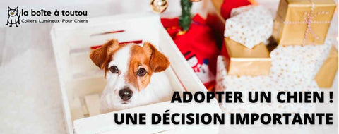 Conseils pour l'adoption d'un chiot ou d'un chien ∣ La boite à toutou