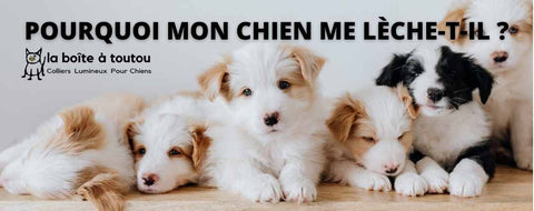 Pourquoi les chiens lèche le visage de leur maitre ∣ La boite à toutou